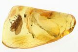 Detailed Fossil Caddisfly (Trichoptera) In Baltic Amber #284655-1